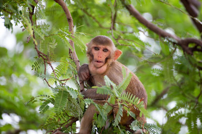 Low angle view of monkey sitting on tree