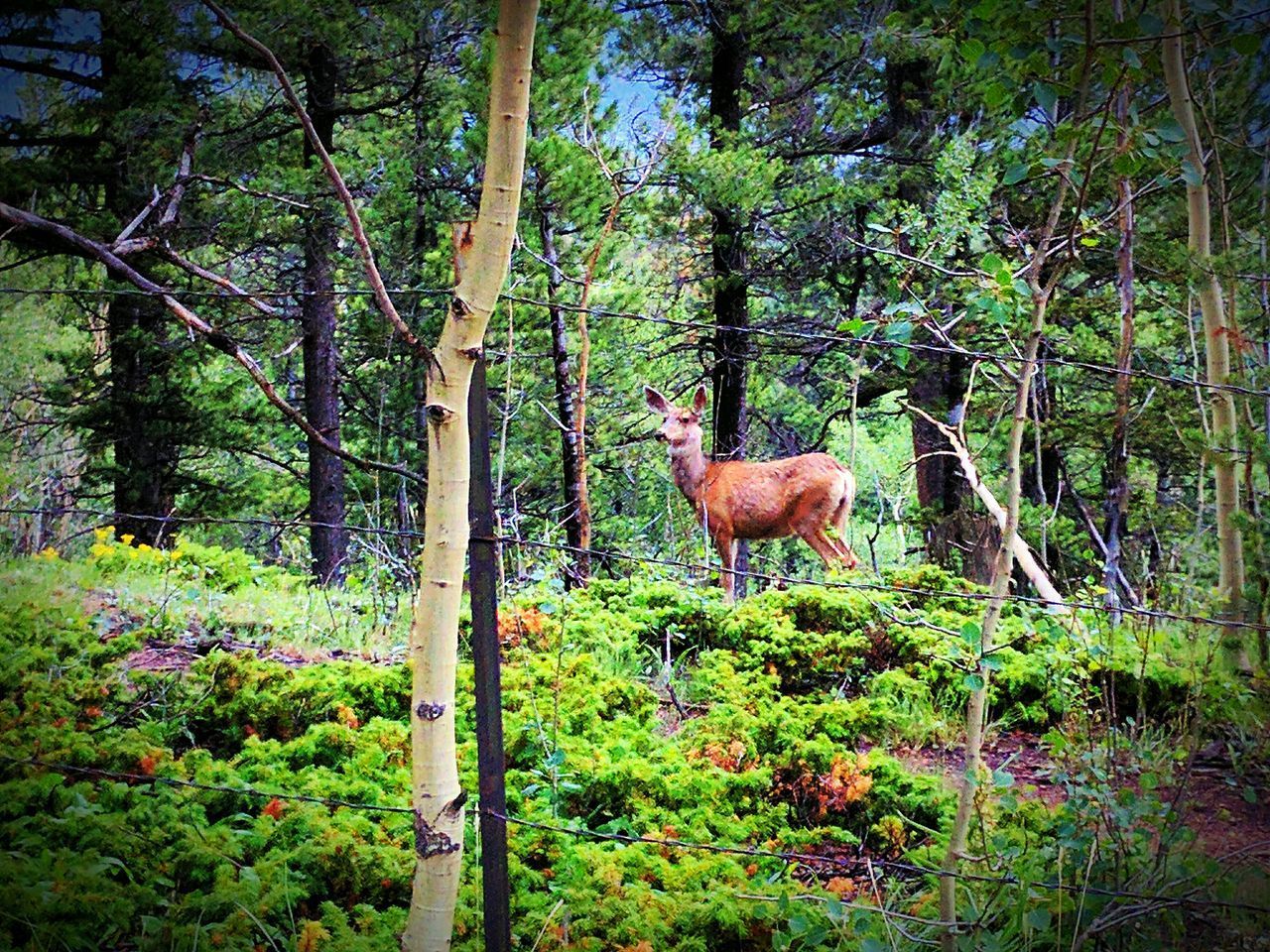 HORSES IN FOREST