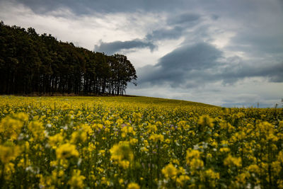 Scenic view of oilseed rape field against cloudy sky