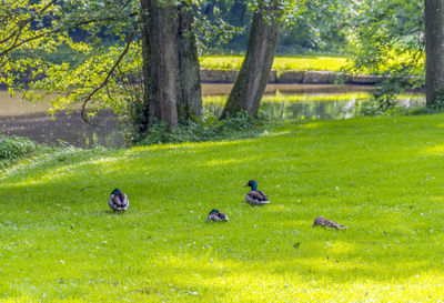 View of birds in park