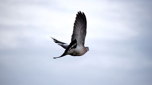 Low angle view of bird flying against sky