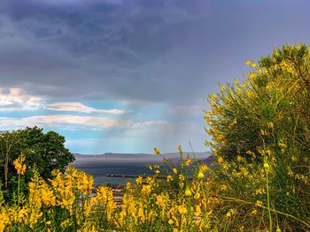 Yellow flowering plants on field against sky