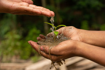 Earth day concept. drop water on hand for growing tree. protect the environment. ground, plantation.