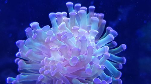 Close-up of jellyfish in sea