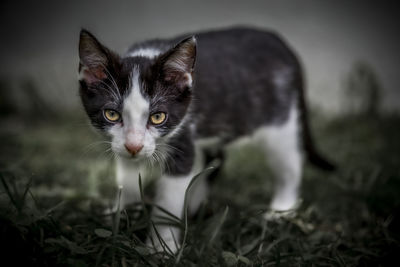 Close-up portrait of a cat