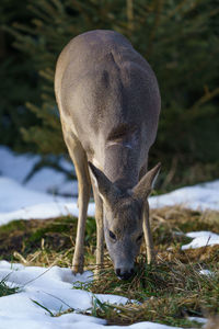 Roe deer in forest, capreolus capreolus. wild roe deer in winter nature.
