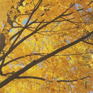 Low angle view of trees