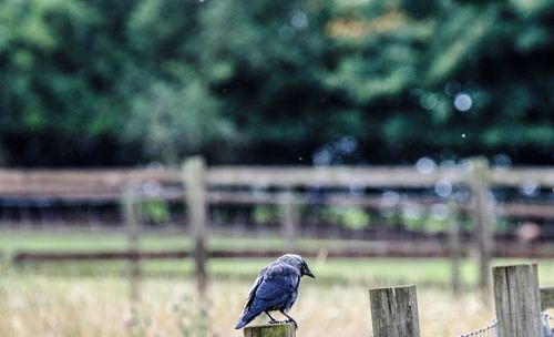 Close-up of bird perching on tree