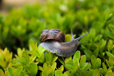 Close-up of snail on plant