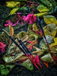 Close-up of pink flowers