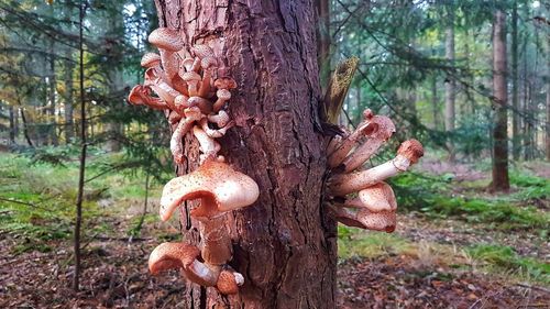 Close-up of tree trunk in forest