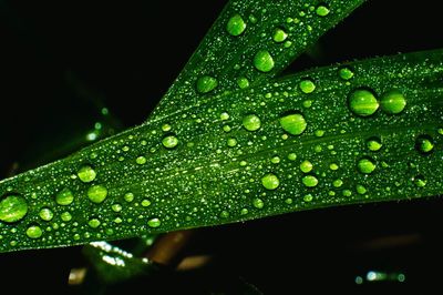 Close-up of wet plant at night