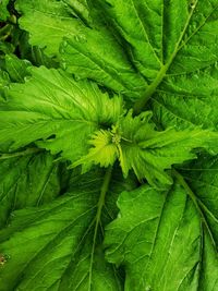 Full frame shot of green leaves