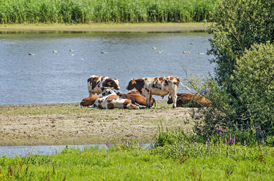 Cows socializing on a beach by a river