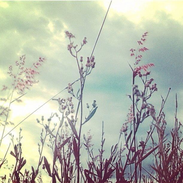 low angle view, sky, cloud - sky, branch, growth, nature, cloudy, beauty in nature, tree, cloud, tranquility, silhouette, outdoors, plant, high section, no people, day, leaf, scenics, twig