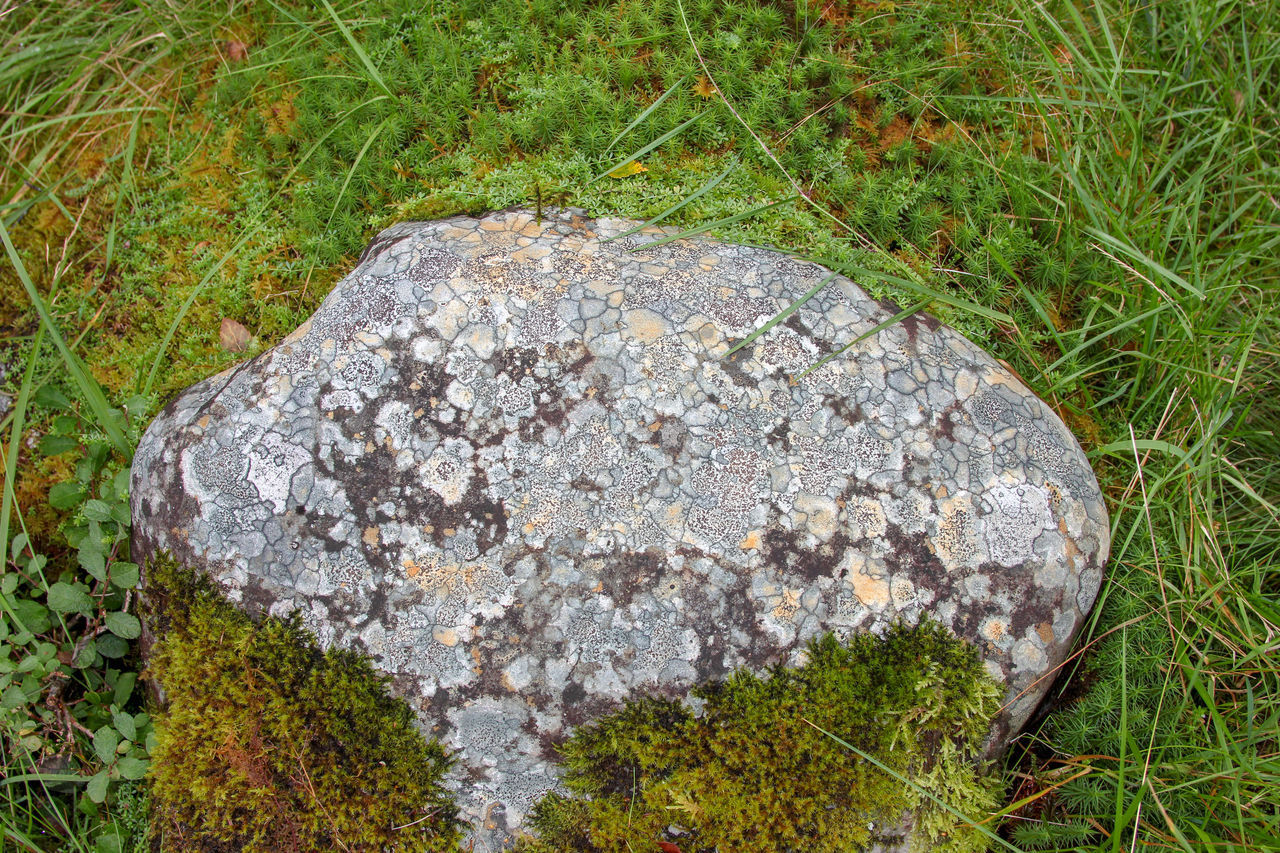 DIRECTLY ABOVE SHOT OF ROCKS ON FIELD