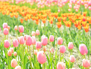 Close-up of pink tulips growing on field