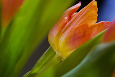 Close-up of orange rose flower