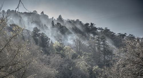 Panoramic view of trees in forest against sky