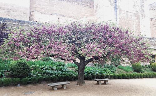 Pink flowering plants and bench in park