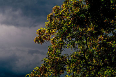 Low angle view of tree against sky