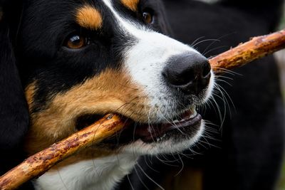 Close-up of dog with stick in mouth