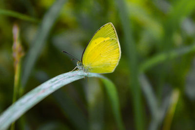 Butterfly on leaf