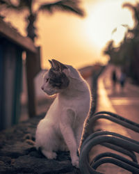 Cat sitting on a dog looking away