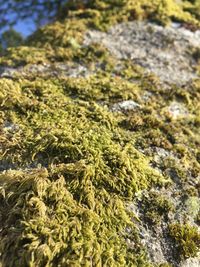 Close-up of moss on rock