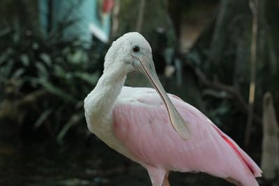 Close-up of bird against blurred background