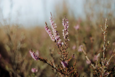 Close-up of pink flowering plant on field