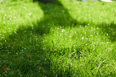 Full frame shot of wet grass