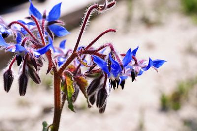 Close-up of flower against blurred background