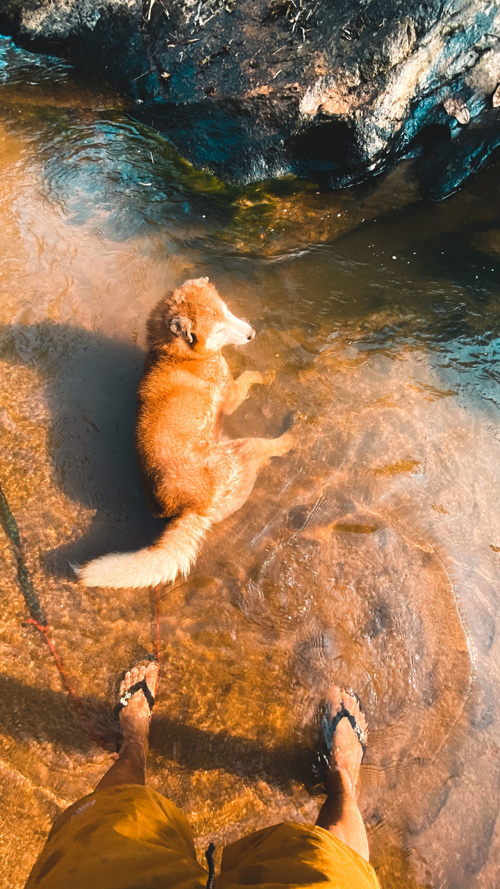 HIGH ANGLE VIEW OF WOMAN WITH DOG AT SHORE