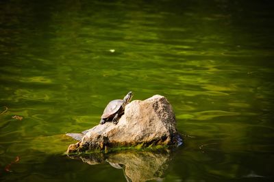 Side view of turtle on rock