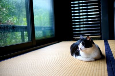 Sleepy black and white cat indoors in a rainy day