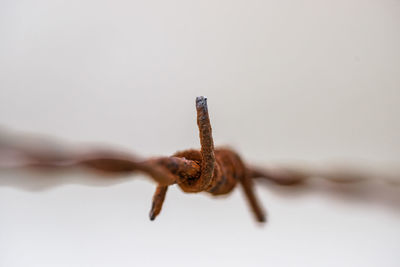 Close-up of rusty barbed wire against white background