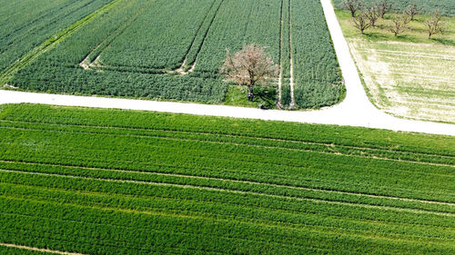 High angle view of agricultural field