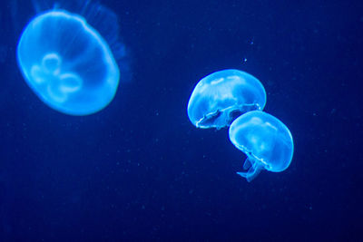 Close-up of jellyfish
