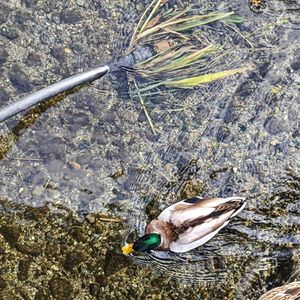 High angle view of bird in lake