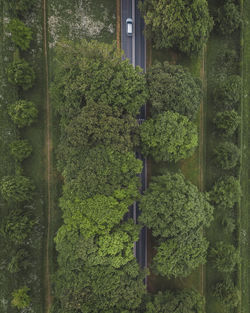 Aerial view of trees growing on field