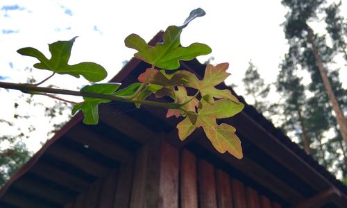 Low angle view of leaves on plant against sky