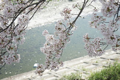 Cherry blossoms in spring