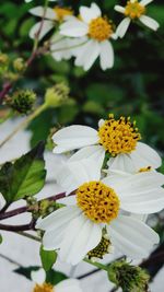 Close-up of yellow flowering plant