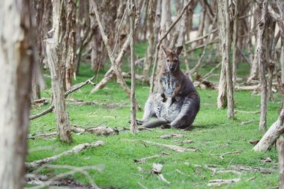 Portrait of an kangaroo amid tree trunks