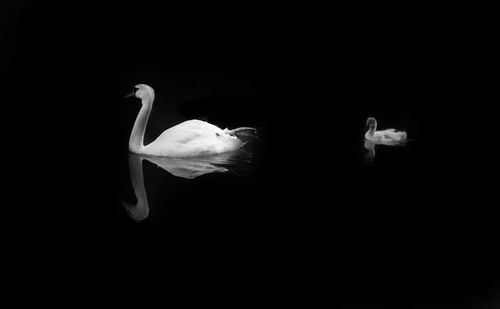 Close-up of white swans swimming in sea