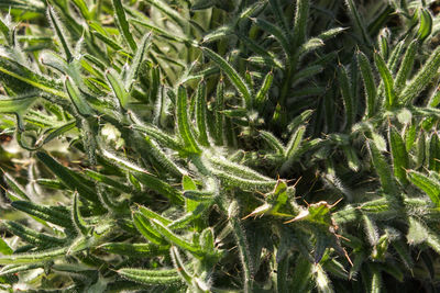 High angle view of plants growing on field