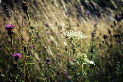 Close-up of purple flowering plants on land