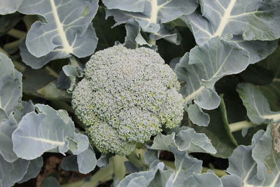 Close-up of fresh green plants