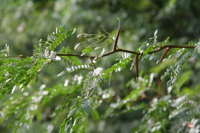 Close-up of fresh green leaves on plant